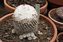 EPITHELANTHA MICROMERIS VAR.UNGUSPINA.JPG